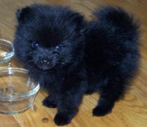 PomeranianPuppies